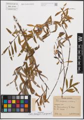 Foto von Salix eleagnos Scop. x Salix purpurea L.